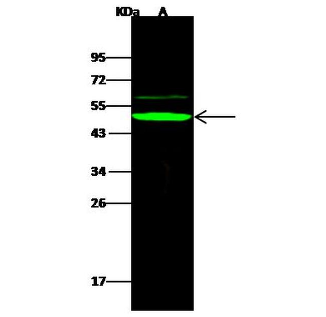 APOBEC3B Antibody in Western Blot (WB)