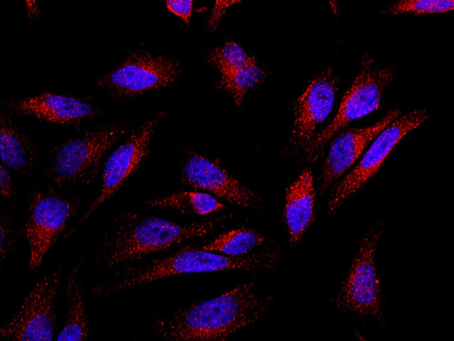 BCAS3 Antibody in Immunocytochemistry (ICC/IF)