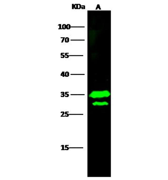 C1QBP Antibody in Western Blot (WB)