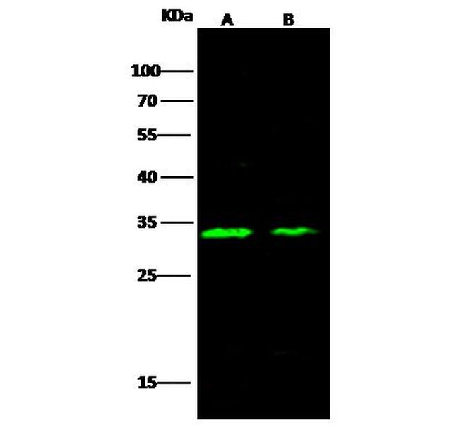 Carbonic Anhydrase XIII Antibody in Western Blot (WB)