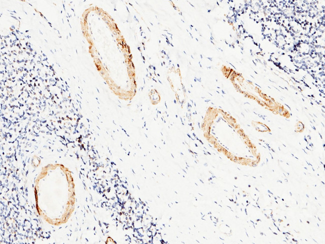 Carbonic Anhydrase III Antibody in Immunohistochemistry (Paraffin) (IHC (P))