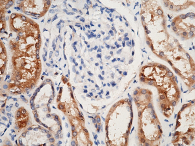 Carbonic Anhydrase IV Antibody in Immunohistochemistry (Paraffin) (IHC (P))