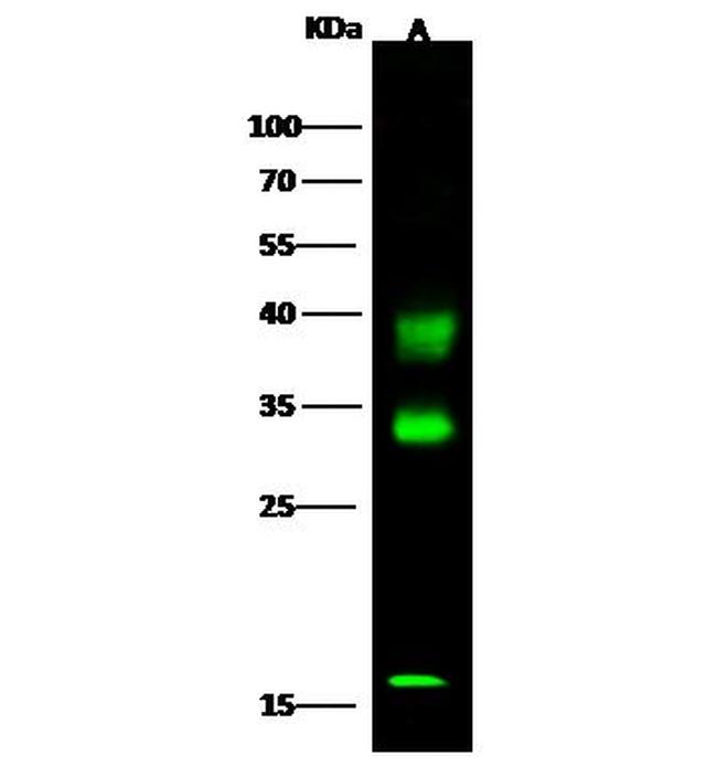 Carbonic Anhydrase VB Antibody in Western Blot (WB)