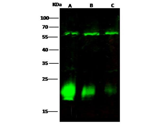 CRHSP-24 Antibody in Western Blot (WB)