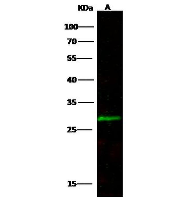 CCDC134 Antibody in Western Blot (WB)