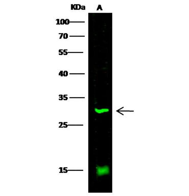 CD200 Antibody in Western Blot (WB)