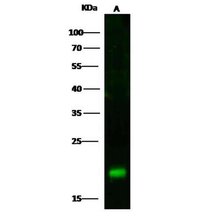 CD59 Antibody in Western Blot (WB)