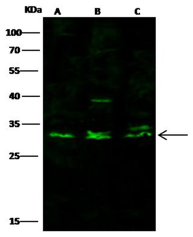 CD8 alpha Antibody in Western Blot (WB)