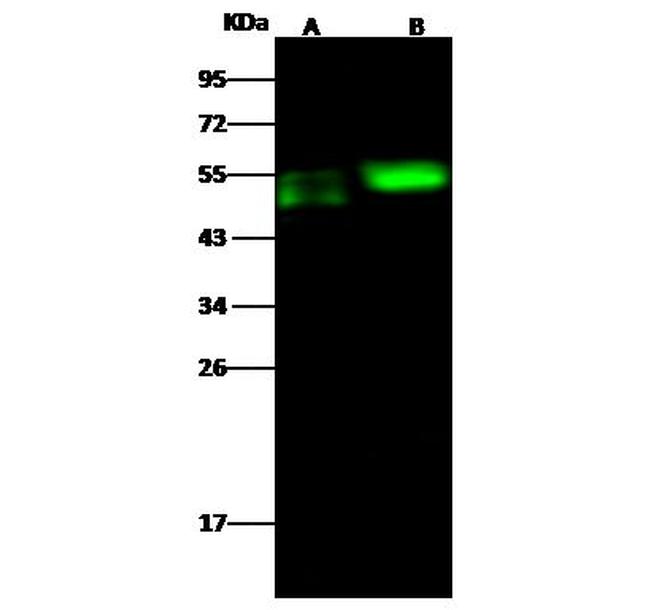CDC37 Antibody in Western Blot (WB)