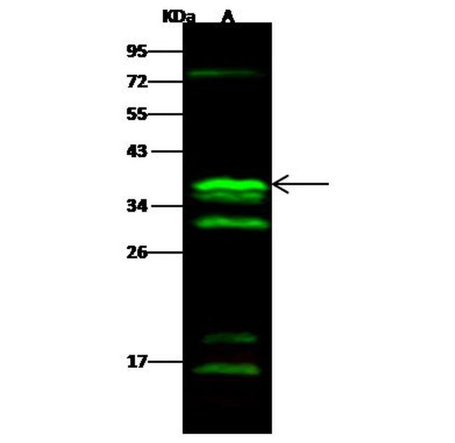 CGREF1 Antibody in Western Blot (WB)