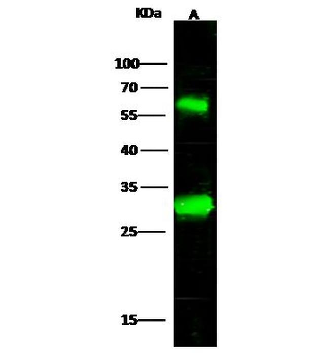 CLIC4 Antibody in Western Blot (WB)
