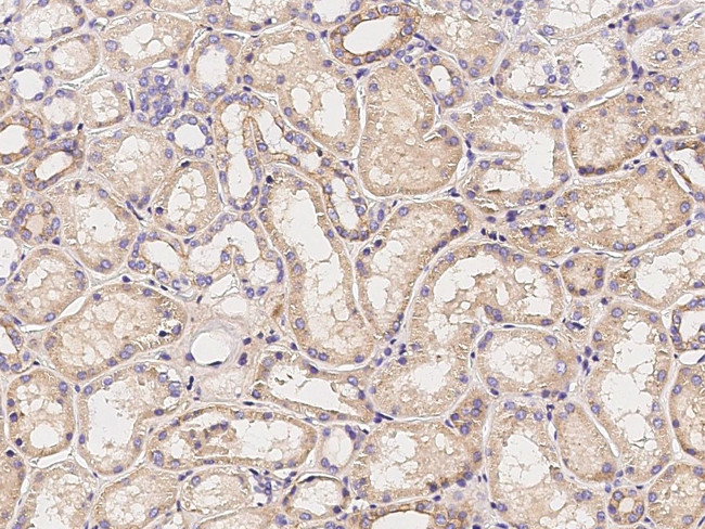 CLSTN1 Antibody in Immunohistochemistry (Paraffin) (IHC (P))