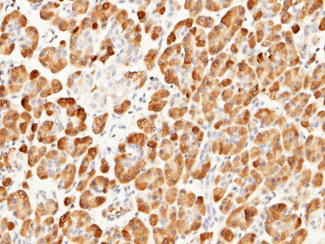 Carboxypeptidase A2 Antibody in Immunohistochemistry (Paraffin) (IHC (P))