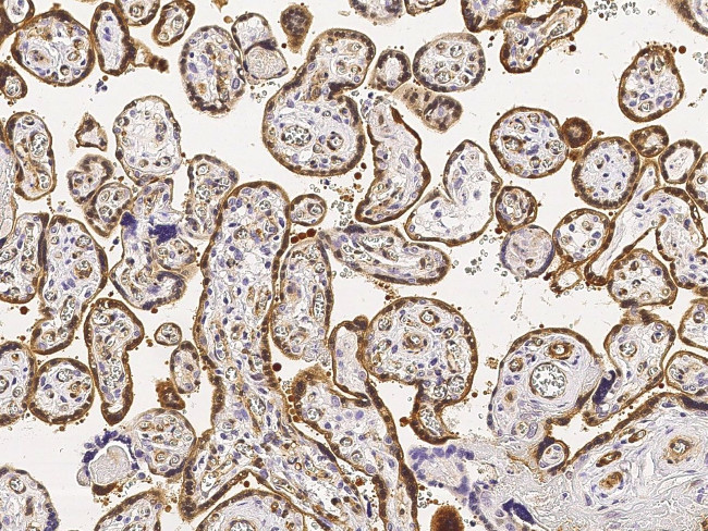 CRIP2 Antibody in Immunohistochemistry (Paraffin) (IHC (P))