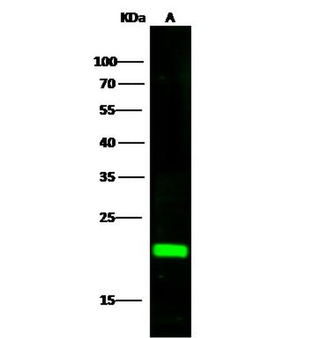 CRP1 Antibody in Western Blot (WB)