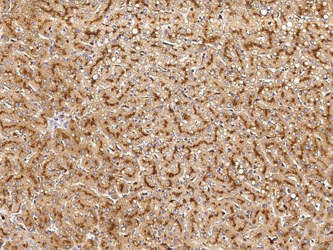 Cathepsin Z Antibody in Immunohistochemistry (Paraffin) (IHC (P))