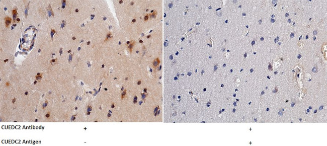 CUEDC2 Antibody in Immunohistochemistry (Paraffin) (IHC (P))