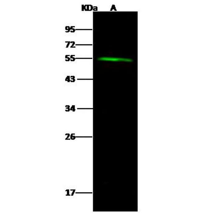 DALRD3 Antibody in Western Blot (WB)