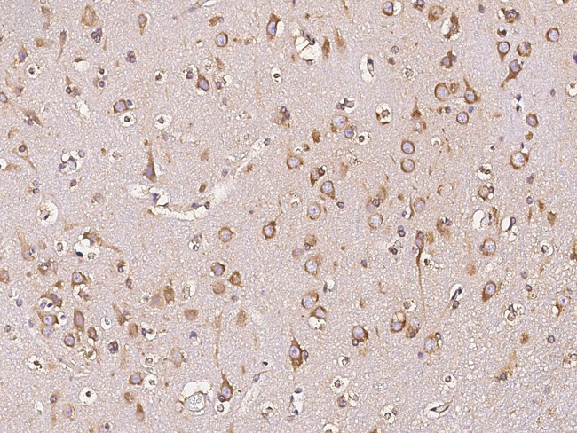 DARS Antibody in Immunohistochemistry (Paraffin) (IHC (P))