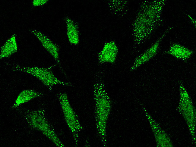 DAZ1 Antibody in Immunocytochemistry (ICC/IF)