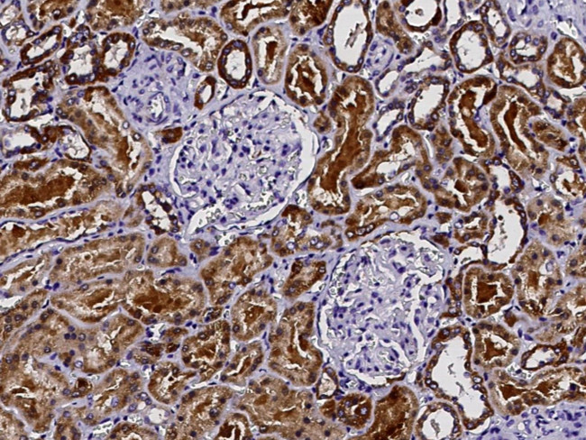 DCXR Antibody in Immunohistochemistry (Paraffin) (IHC (P))
