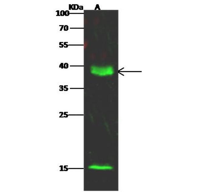 DPPA4 Antibody in Western Blot (WB)
