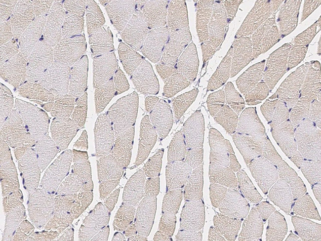 COX4NB Antibody in Immunohistochemistry (Paraffin) (IHC (P))