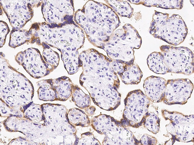 PP11 Antibody in Immunohistochemistry (Paraffin) (IHC (P))