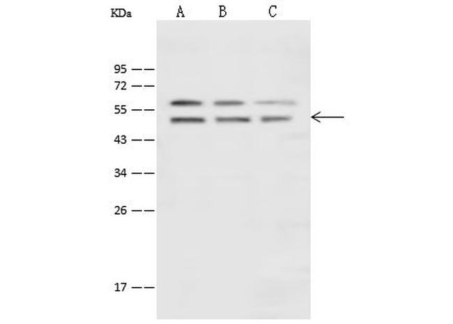 ENO1 Antibody in Western Blot (WB)