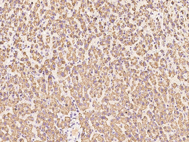 ENPP2 Antibody in Immunohistochemistry (Paraffin) (IHC (P))