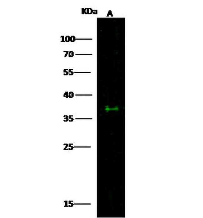 ESAM Antibody in Western Blot (WB)