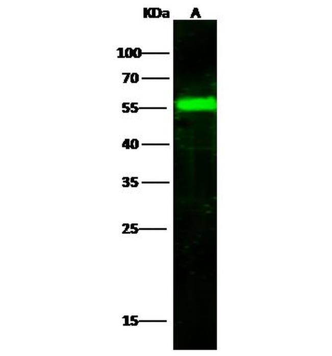 Factor IX Antibody in Western Blot (WB)
