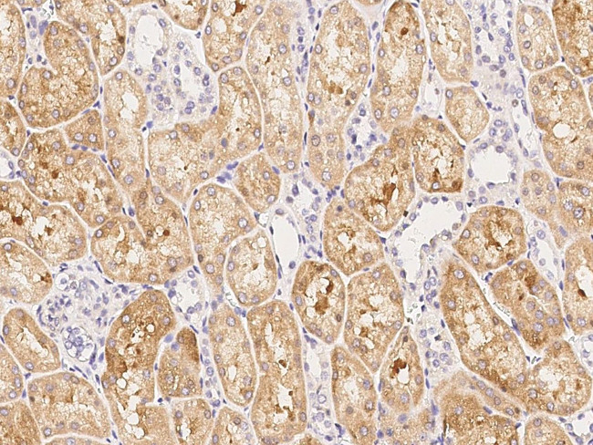 FBXL7 Antibody in Immunohistochemistry (Paraffin) (IHC (P))