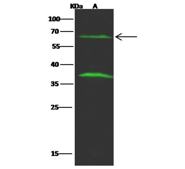 FCRL2 Antibody in Western Blot (WB)