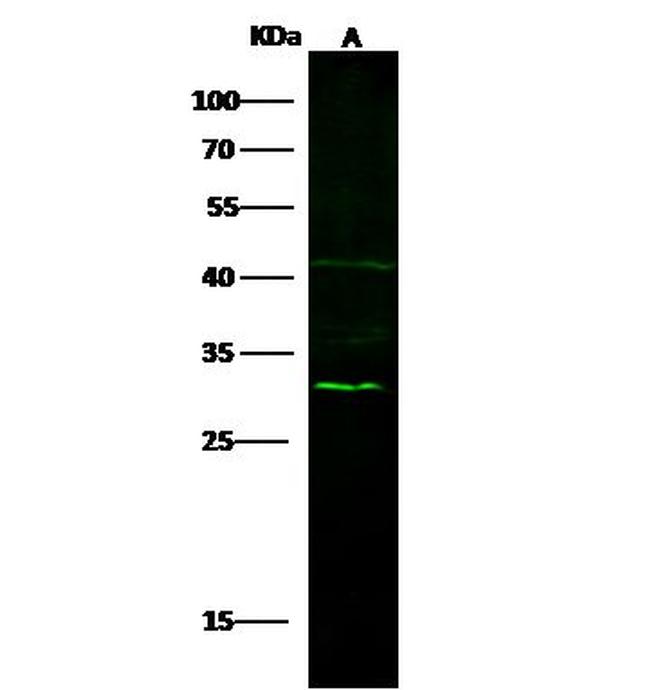 FGF5 Antibody in Western Blot (WB)