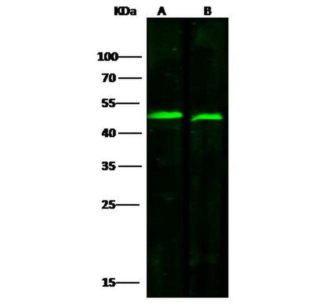 Fumarase Antibody in Western Blot (WB)