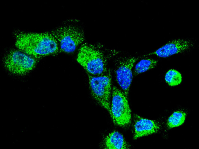 FKBP14 Antibody in Immunocytochemistry (ICC/IF)