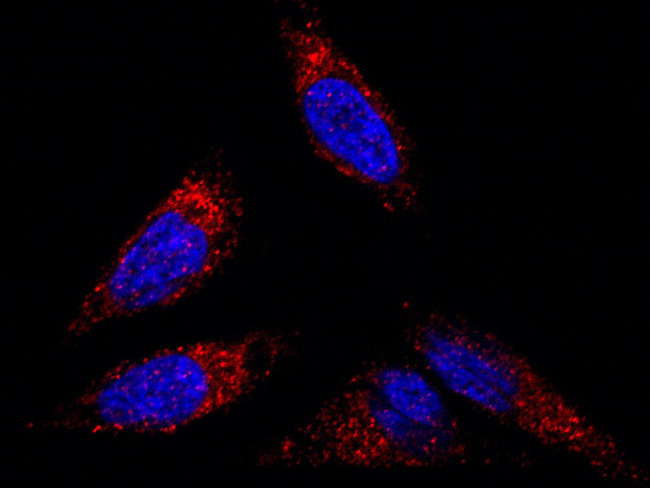Flotillin 2 Antibody in Immunocytochemistry (ICC/IF)