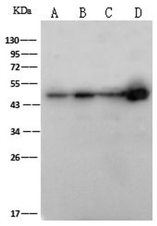 FOXJ1 Antibody in Western Blot (WB)
