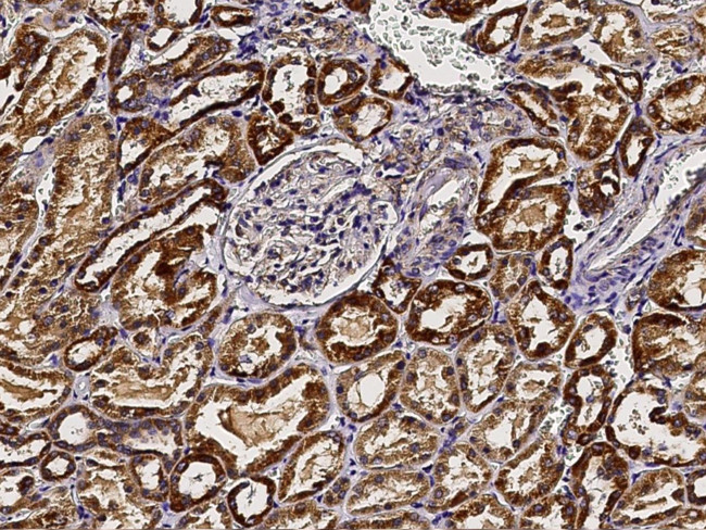 GCSH Antibody in Immunohistochemistry (Paraffin) (IHC (P))
