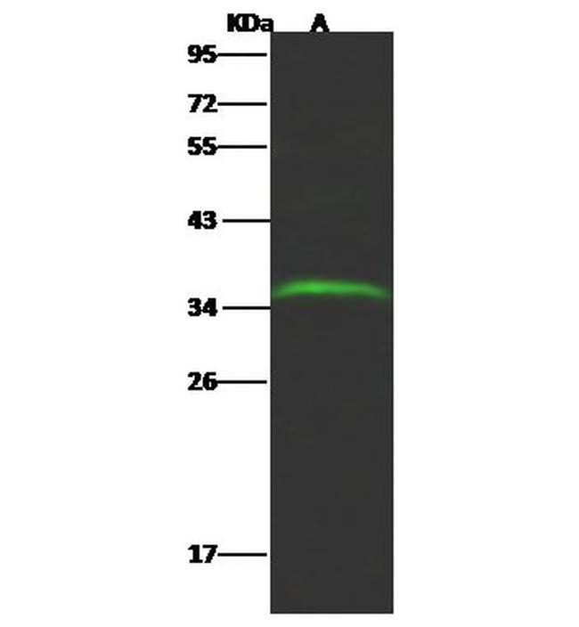 GLT8D2 Antibody in Western Blot (WB)