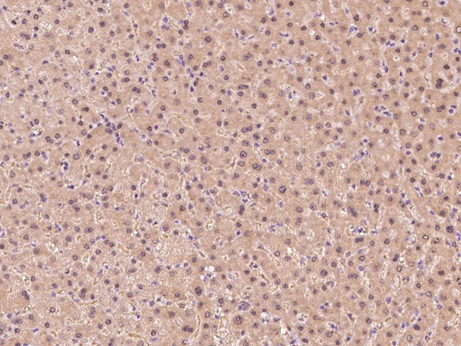 GSS Antibody in Immunohistochemistry (Paraffin) (IHC (P))