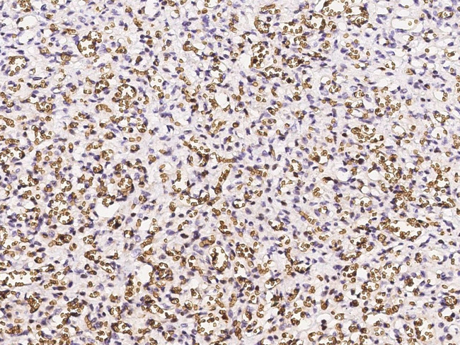 CD235a Antibody in Immunohistochemistry (Paraffin) (IHC (P))