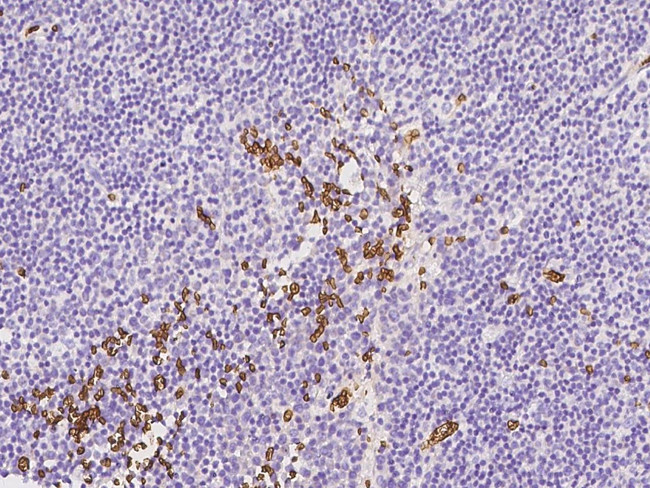 GYPC Antibody in Immunohistochemistry (Paraffin) (IHC (P))
