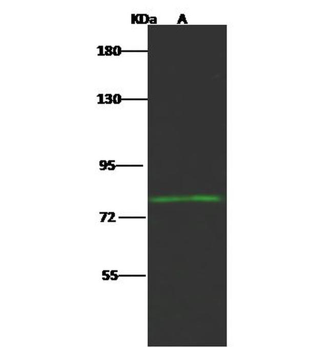 HCFC2 Antibody in Western Blot (WB)