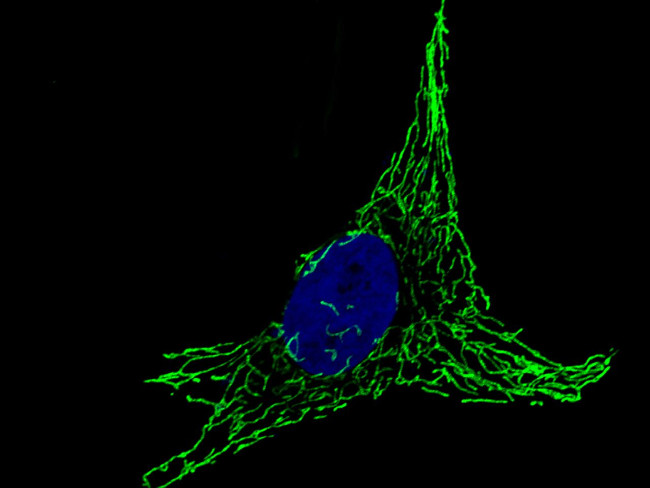 HSP60 Antibody in Immunocytochemistry (ICC/IF)