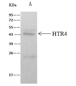 HTR4 Antibody in Immunoprecipitation (IP)