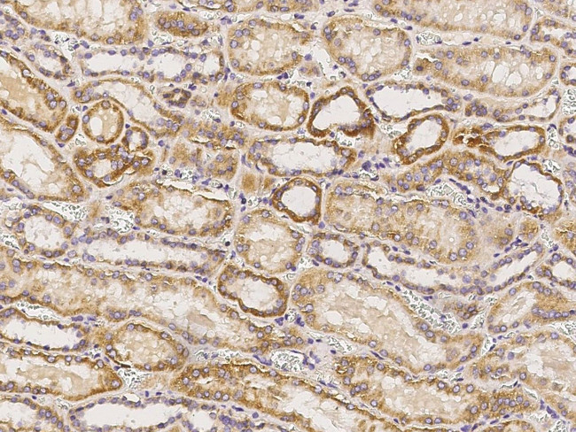 HTRA2 Antibody in Immunohistochemistry (Paraffin) (IHC (P))