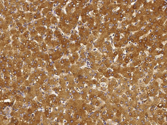 HYOU1 Antibody in Immunohistochemistry (Paraffin) (IHC (P))