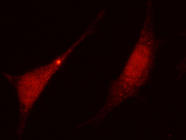 IDO Antibody in Immunocytochemistry (ICC/IF)